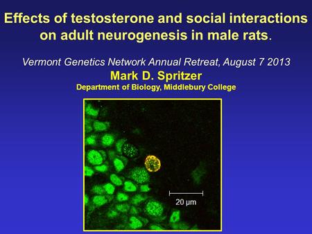 Effects of testosterone and social interactions on adult neurogenesis in male rats. Vermont Genetics Network Annual Retreat, August 7 2013 Mark D. Spritzer.