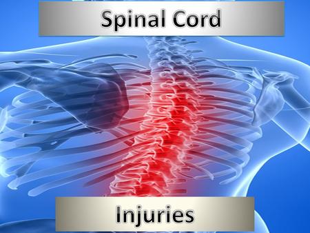 What is the spinal cord? The spinal cord is a bundle of nerve fibers and associated tissue that is enclosed in the spine. These fibers connect nearly.