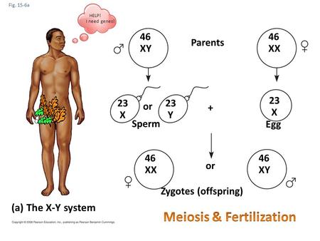 Fig. 15-6a (a) The X-Y system 46 XY 46 XX Parents 46 XY 46 XX 23 X 23 X 23 Y or Sperm Egg + Zygotes (offspring) HELP! I need genes!