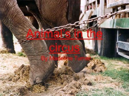 Animal’s in the circus By Madeline Turner What are animals in the circus? Animals in the circus are animals that tamers capture to use for people entertainment.