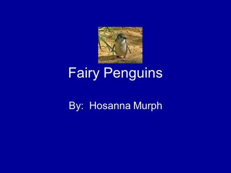 Fairy Penguins By: Hosanna Murph. I am going to tell you about the Fairy Penguin. I will tell you where it lives, what it looks like and some interesting.
