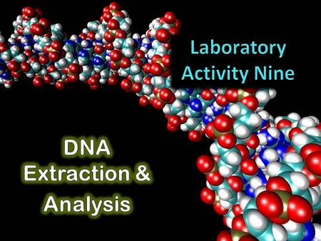 Laboratory Activity Nine