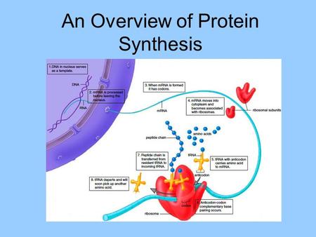 An Overview of Protein Synthesis. Genes A sequence of nucleotides in DNA that performs a specific function such as coding for a particular protein.