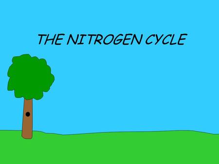 THE NITROGEN CYCLE Disclaimer: I do not believe in putting a wall of text in front of the students. I believe in using a PowerPoint as a tool for discussion.