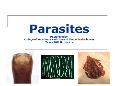 Parasites PEER Program College of Veterinary Medicine and Biomedical Sciences Texas A&M University This presentation was initially developed by Mary Dillenbeck,