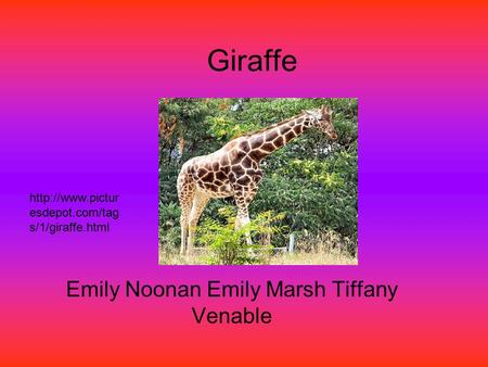 Giraffe Emily Noonan Emily Marsh Tiffany Venable  esdepot.com/tag s/1/giraffe.html.