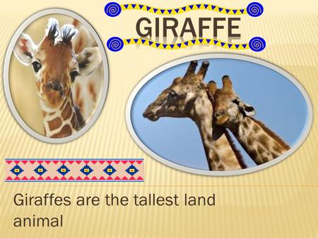 Giraffes are the tallest land animal.  Food  Were they live  Size  Interesting facts  Enemies  description.