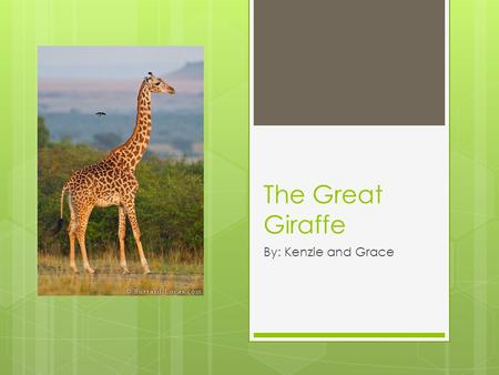 The Great Giraffe By: Kenzie and Grace.