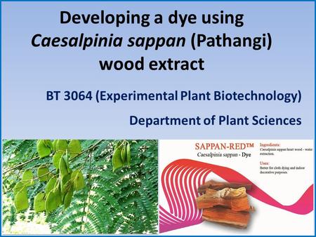 Developing a dye using Caesalpinia sappan (Pathangi) wood extract