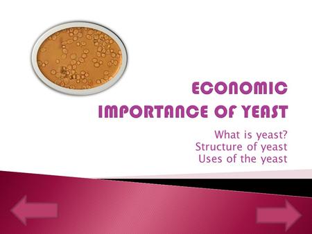 What is yeast? Structure of yeast Uses of the yeast.