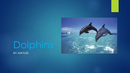 Dolphins By: maylee.