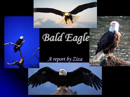 Bald Eagle A report by Ziza. What do Bald Eagles eat? Bald Eagles mostly eat fish. They are opportunistic feeders. They usually eat ducks, rabbits and.