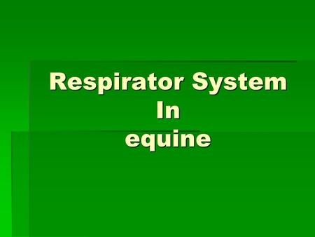 Respirator System In equine. A.1- Upper Airways  Nostril ( open from nasal cavity to the out side )  Nasal cavity.