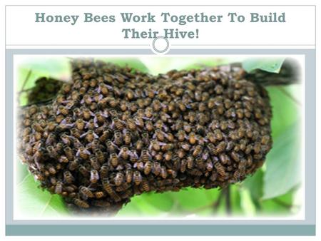 Honey Bees Work Together To Build Their Hive!. Beehives are made of wax! Bees have special slits in their abdomen where wax scales come out.