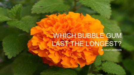 Which Bubble Gum Last the Longest?