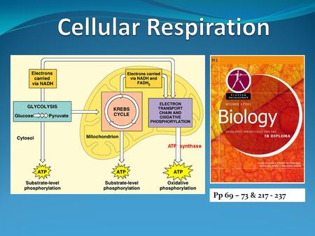 Cellular Respiration Pp 69 – 73 & 217 - 237.