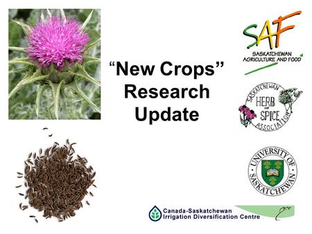 “New Crops” Research Update. CDC “New Crops” Research Objective –Assist in the Identification and Adoption of “New Crops” suited to Saskatchewan –Suitable.