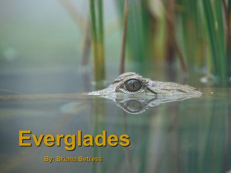Everglades By: Briana Betress. Location Southern tip of Florida, from Lake Okeechobee southward to the Florida Bay Has an area of 34,000 –km 2 About half.