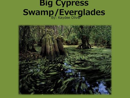 Big Cypress Swamp/Everglades