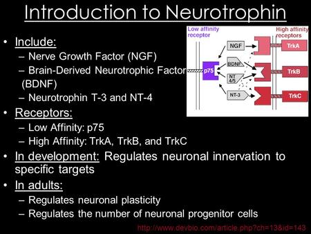 Introduction to Neurotrophin Include: –Nerve Growth Factor (NGF) –Brain-Derived Neurotrophic Factor (BDNF) –Neurotrophin T-3 and NT-4 Receptors: –Low Affinity: