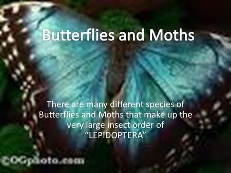 There are many different species of Butterflies and Moths that make up the very large insect order of “LEPIDOPTERA”