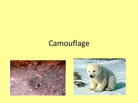 Camouflage. Camouflage is coloring, shape, or size that helps an animal blend in with the place it lives. It also helps protect them from their enemies.