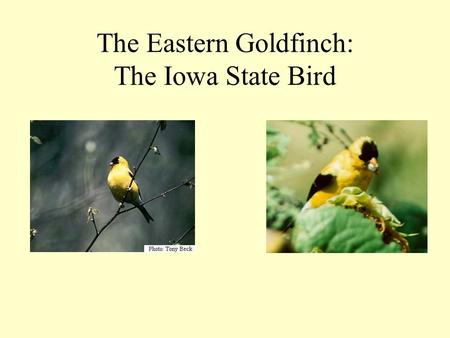The Eastern Goldfinch: The Iowa State Bird. Characteristics of the Eastern Goldfinch The Iowa Legislature designated the Eastern Goldfinch, also known.