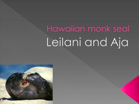 Hawaiian monk seal are only found in the Hawaiian Island.  Hawaiian monk seal can be 7 feet [males] up to 7.5 [females].  They have strong bodies.