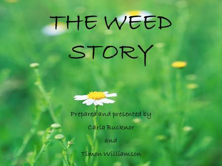 THE WEED STORY Prepared and presented by Carla Bucknor and Timon Williamson.