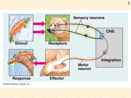 1. 2 Nervous System Central Nervous System (CNS) Peripheral Nervous System (PNS) Autonomic Nervous System (ANS)(involuntary) Somatic nervous System (voluntary)