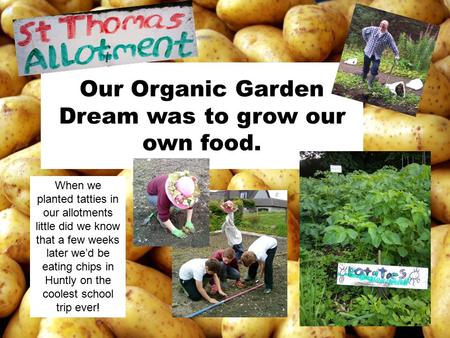 Our Organic Garden Dream was to grow our own food. When we planted tatties in our allotments little did we know that a few weeks later we’d be eating chips.