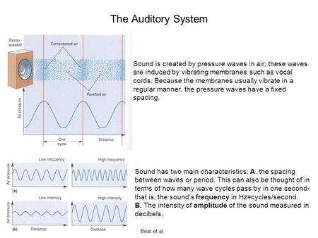 The Auditory System Sound is created by pressure waves in air; these waves are induced by vibrating membranes such as vocal cords. Because the membranes.