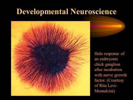 Developmental Neuroscience Halo response of an embryonic chick ganglion after incubation with nerve growth factor. (Courtesy of Rita Levi- Montalcini)
