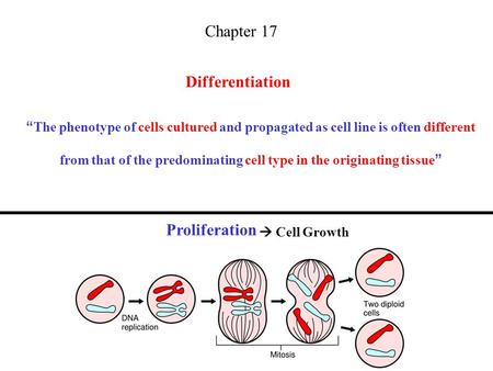 Chapter 17 Differentiation “ The phenotype of cells cultured and propagated as cell line is often different from that of the predominating cell type in.