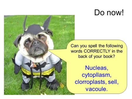 Do now! Can you spell the following words CORRECTLY in the back of your book? Nucleas, cytopllasm, clorroplasts, sell, vacoule.
