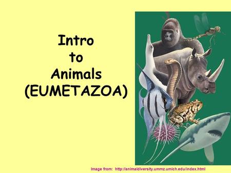 Intro to Animals (EUMETAZOA) Image from:
