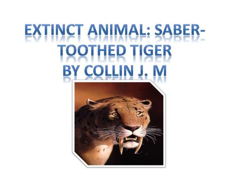 An example of a Saber Tooth Tiger’s fossil. More Pictures Attack!!!Time to fight! Saber Tooth Tiger ready to take a nap. Saber tooth tiger animation.