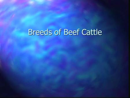 Breeds of Beef Cattle.