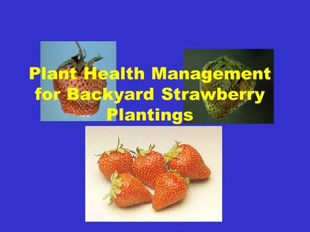 Plant Health Management for Backyard Strawberry Plantings