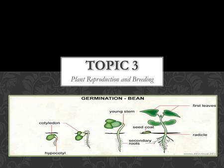 Plant Reproduction and Breeding. BREEDING Selective Breeding Selective Breeding: People choose specific plants with specific characteristics and encourage.