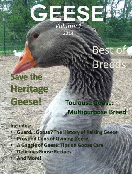 G EESE Volume 1 2014 Best of Breeds Save the Heritage Geese! Geese! Toulouse Goose: Multipurpose BreedIncludes: Guard… Goose? The History of Raising Geese.