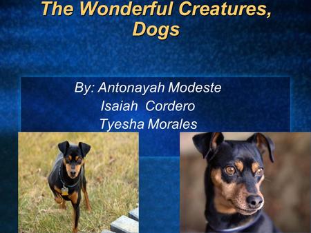 The Wonderful Creatures, Dogs By: Antonayah Modeste Isaiah Cordero Tyesha Morales.