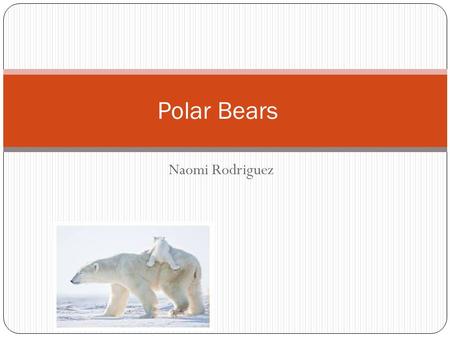Polar Bears Naomi Rodriguez.