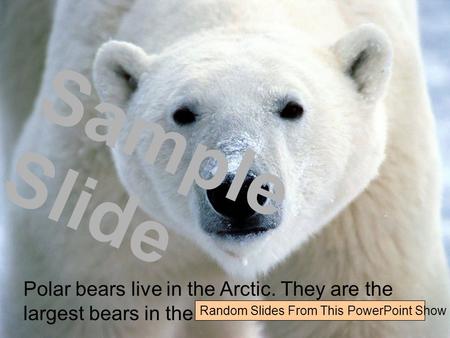 Polar bears live in the Arctic. They are the largest bears in the world. Sample Slide Random Slides From This PowerPoint Show.