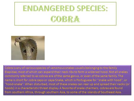 Cobra is any of various species of venomous snakes usually belonging to the family Elapidae, most of which can expand their neck ribs to form a widened.