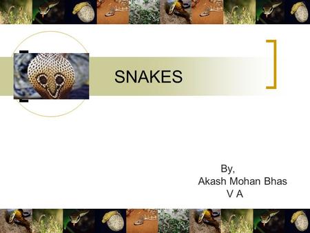 SNAKES By, Akash Mohan Bhas V A. 2 Snakes! A lot of tales are there about the many varieties of snakes scattered throughout the world. This could be because.