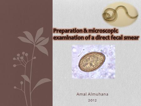 Amal Almuhana 2012. Direct fecal smears  Direct fecal smears can be used as a quick screening test to check for any intestinal parasite.