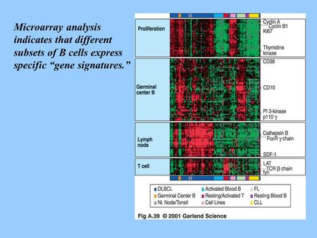 Microarray analysis indicates that different subsets of B cells express specific “gene signatures.”