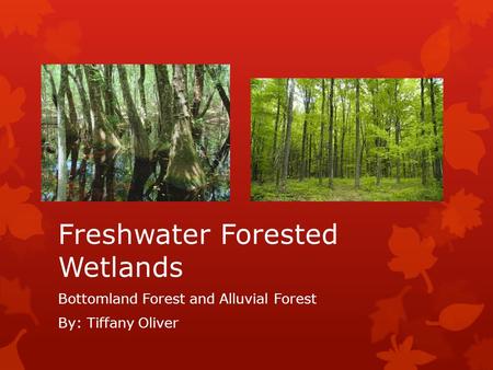 Freshwater Forested Wetlands Bottomland Forest and Alluvial Forest By: Tiffany Oliver.