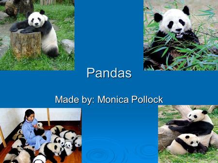 Pandas Made by: Monica Pollock. Descriptions Classification: Mammalia Shape: round and large Dimensions: long, can reach a length of about 3.9-4.9 ft.